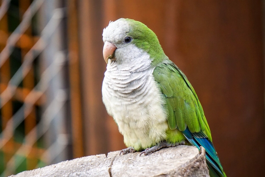 太陽鸚鵡價格：幼鳥、成鳥與手養鳥行情差在哪？