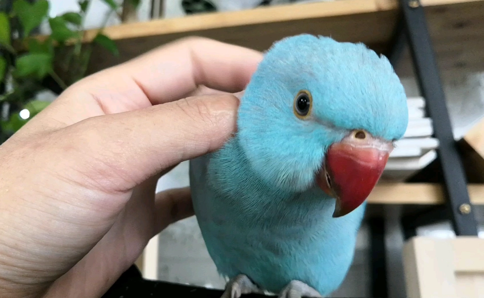 月輪鸚鵡訓練 月輪鸚鵡訓練