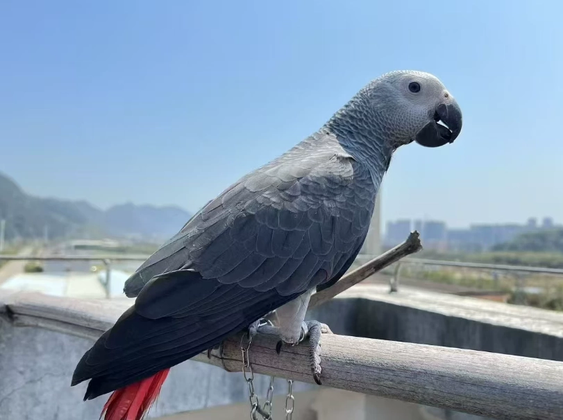 月輪鸚鵡會說話嗎 月輪鸚鵡會說話嗎