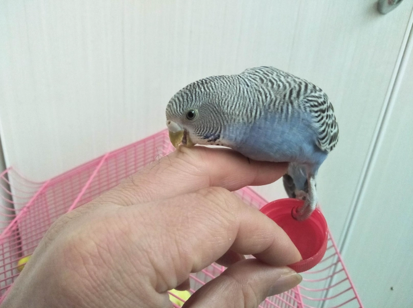 月輪鸚鵡訓練 月輪鸚鵡訓練