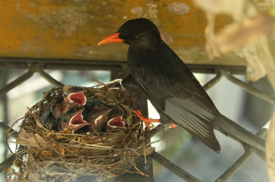 紅嘴黑鵯幼鳥撿到怎麼辦：落巢判斷、餵食禁忌與救傷送醫