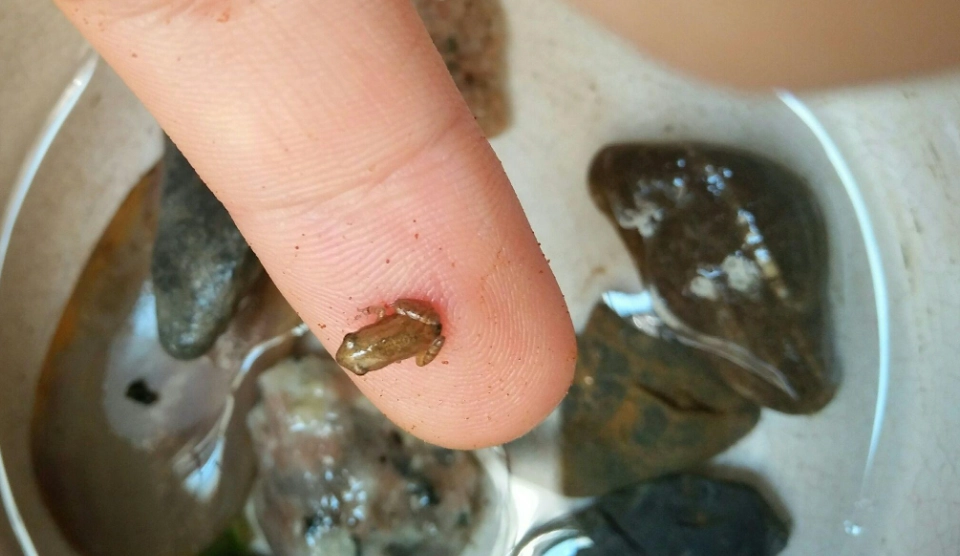 蝌蚪飼養方法