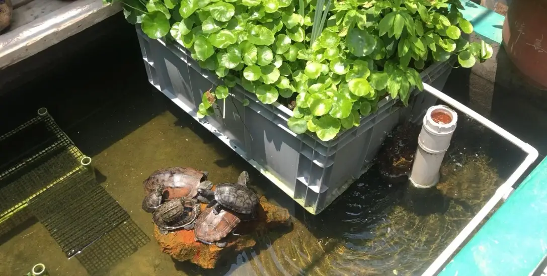 箱龜濕度