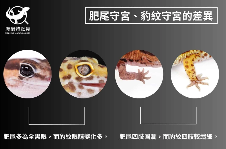 豹紋守宮黑夜飼養 豹紋守宮黑夜飼養