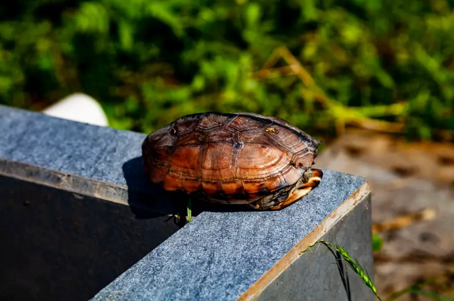 烏龜曬太陽時間：每天幾點曬、曬多久？隔玻璃等於白曬的關鍵
