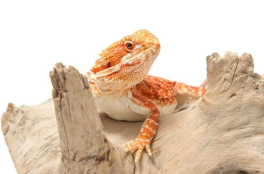 鬆獅蜥壽命：從5年到15年的關鍵差異，飼主最常忽略的飼養細節