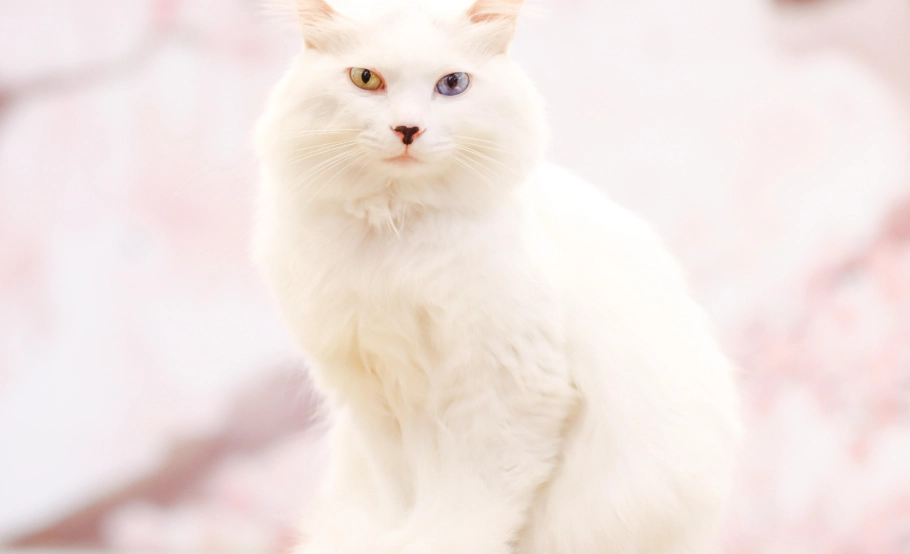 虹膜異色症