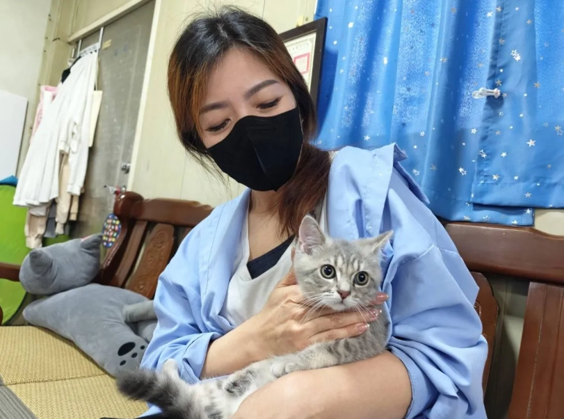 孟買貓台灣：飼養前必懂的個性、價格與照顧重點