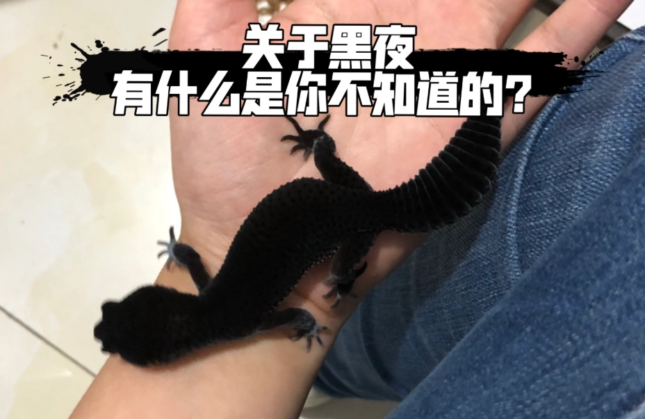 豹紋守宮黑夜飼養 豹紋守宮黑夜飼養