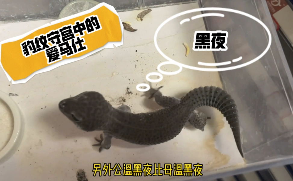 黑夜豹紋守宮價格 黑夜豹紋守宮價格