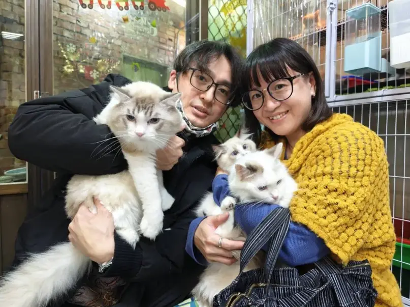 孟買貓個性
