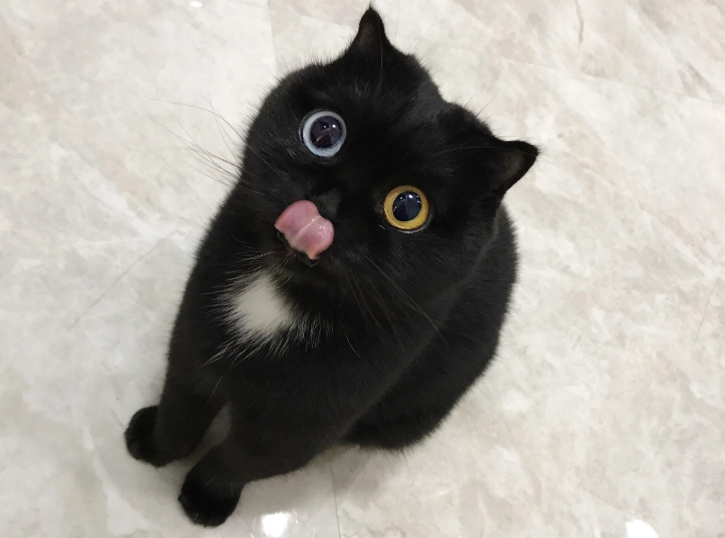 白貓異色瞳