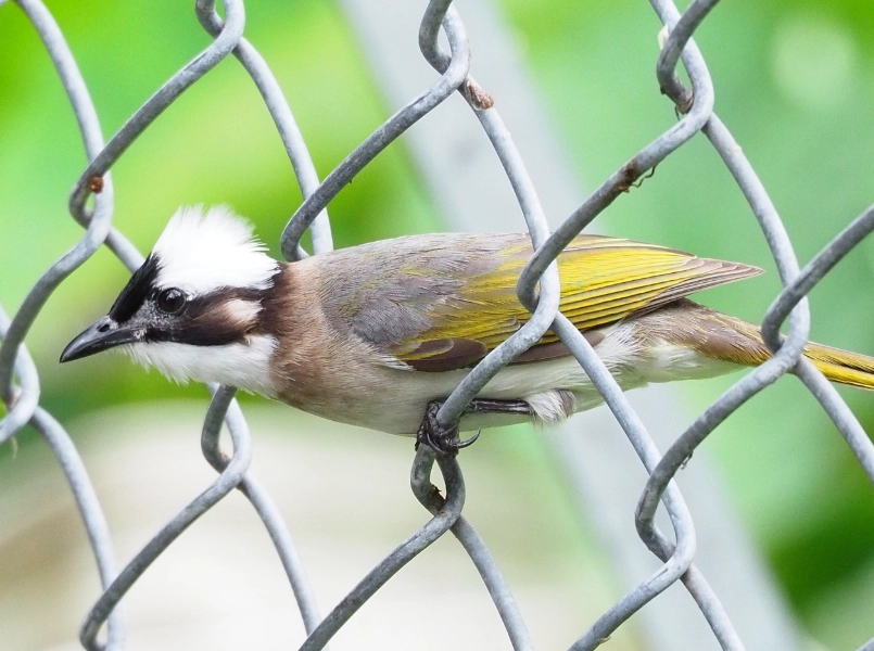 鳥來家裡築巢 吉兆 鳥來家裡築巢 吉兆