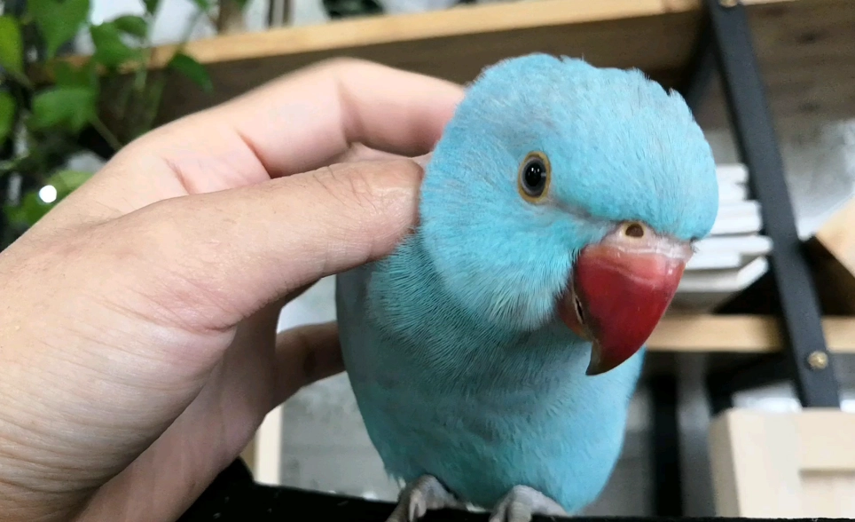 月輪鸚鵡