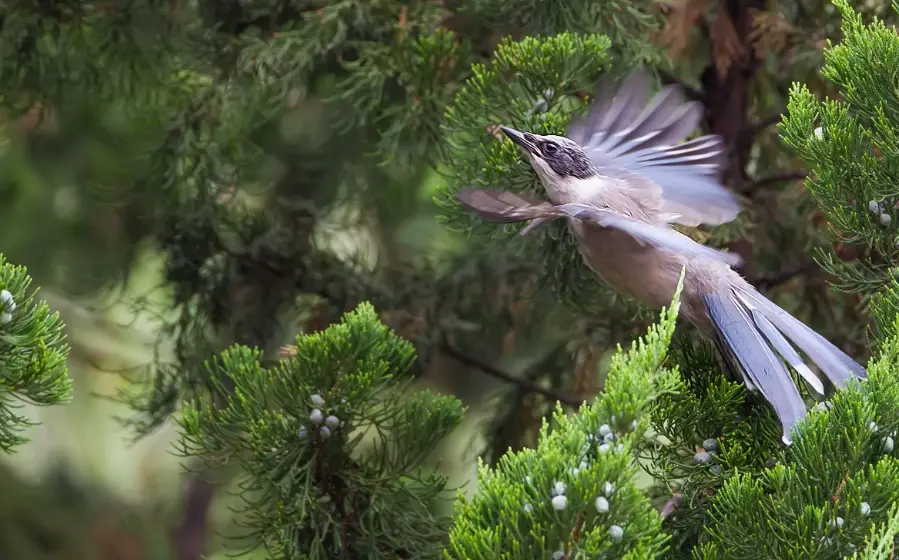 非洲灰鸚鵡幼鳥