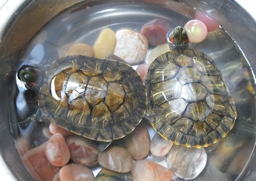 陸龜水果 陸龜水果