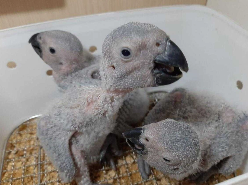灰鸚幼鳥：斷奶、挑選與日常照護，新手飼主最容易忽略的5件事