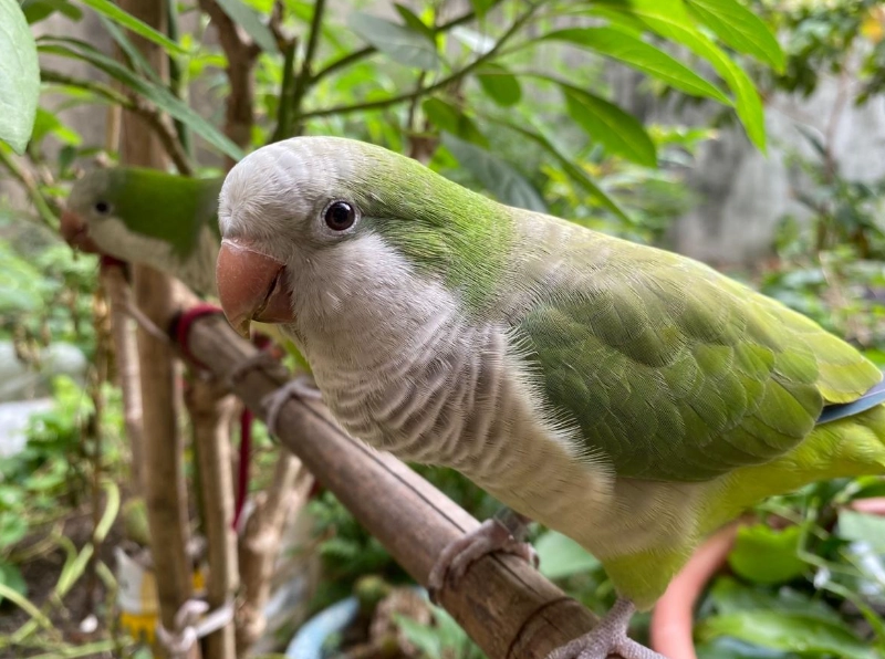 和尚鸚鵡飼養