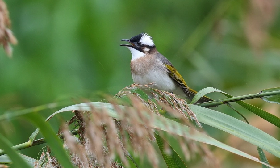 鳥來家裡築巢 吉兆 鳥來家裡築巢 吉兆