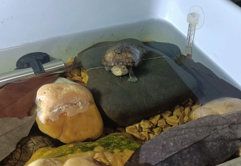 陸龜水果 陸龜水果