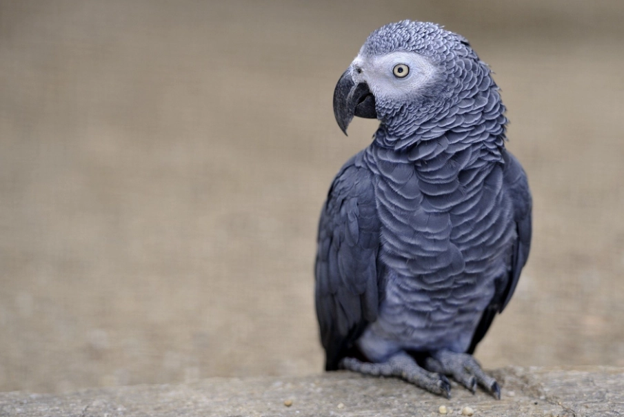 非洲灰鸚鵡幼鳥