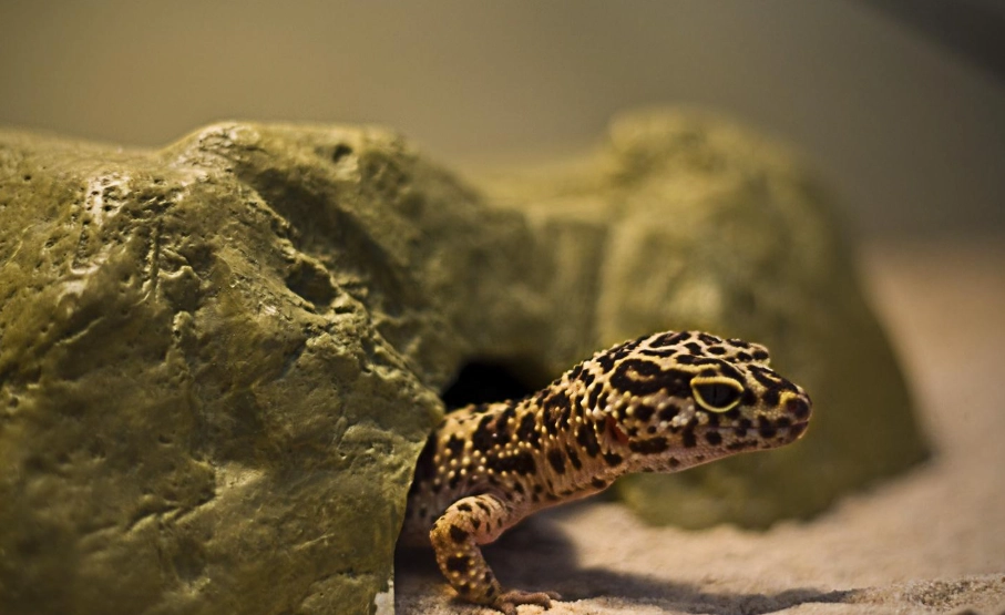 豹紋守宮黑化 豹紋守宮黑化