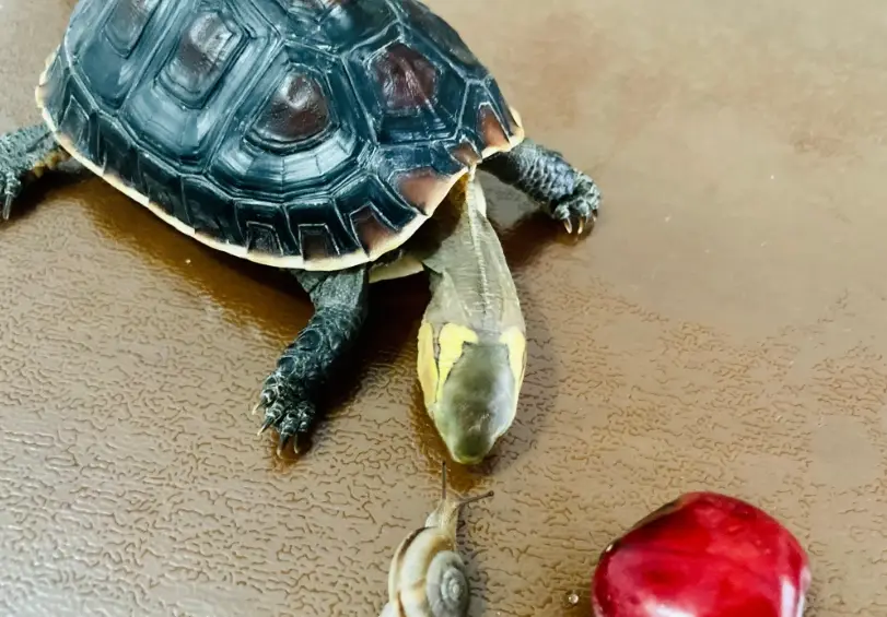 陸龜水果 陸龜水果