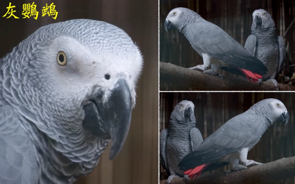 非洲灰鸚鵡幼鳥