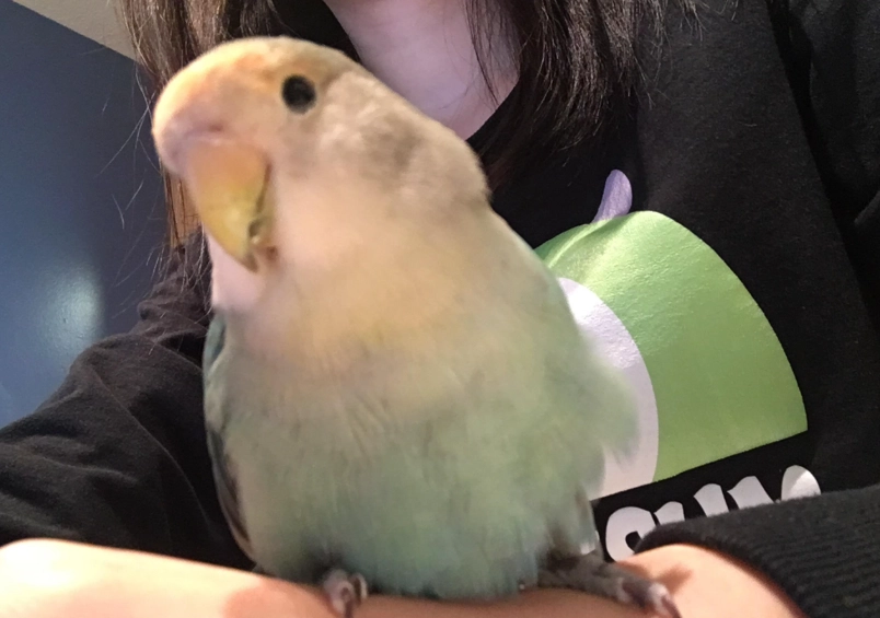 月輪鸚鵡飼養
