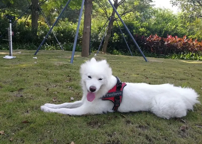 狗狗臨終徵兆