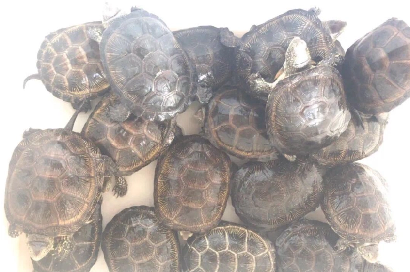 澤龜飼養 澤龜飼養