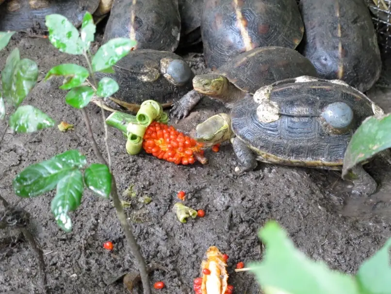 澤龜飼養 澤龜飼養