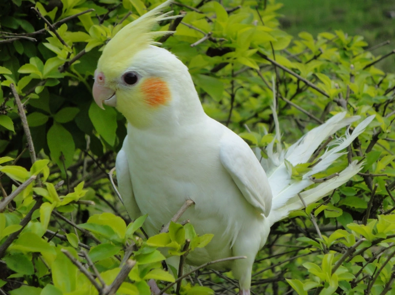 鸚鵡溫度怎麼抓：雛鳥到成鳥的保暖與散熱實戰