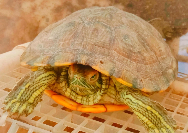巴西龜可以長多大？從背甲尺寸到飼養空間的真實數據