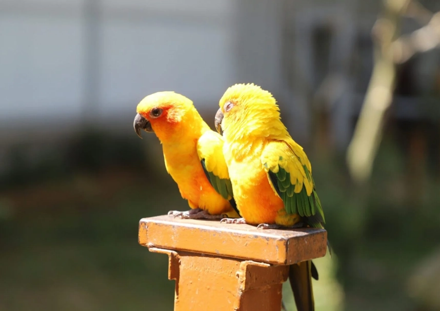 觀賞鳳梨照顧