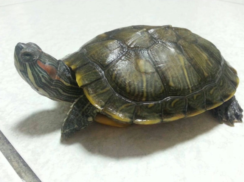 水龜飼料推薦 水龜飼料推薦