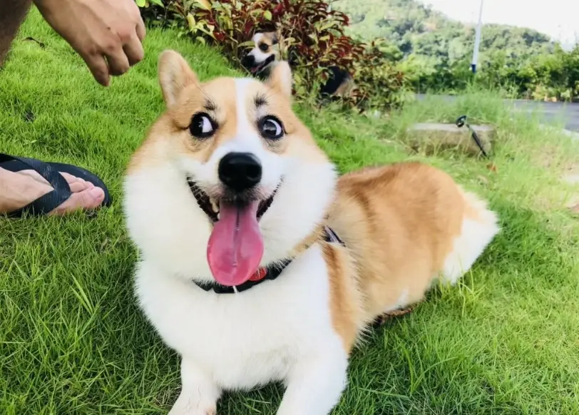 寵物安寧照護