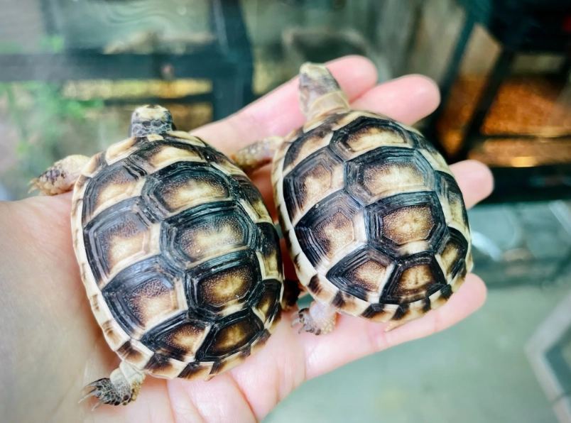 小型陸龜品種