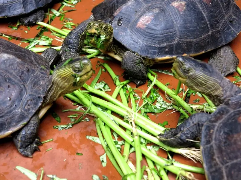 水龜飼料推薦 水龜飼料推薦