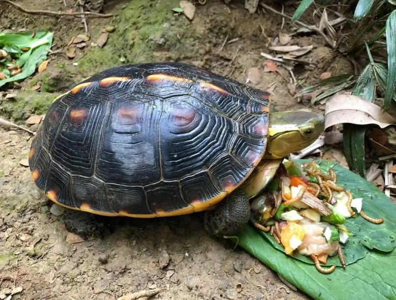 澤龜吃什麼？水龜飼主的餵食菜單與禁忌清單