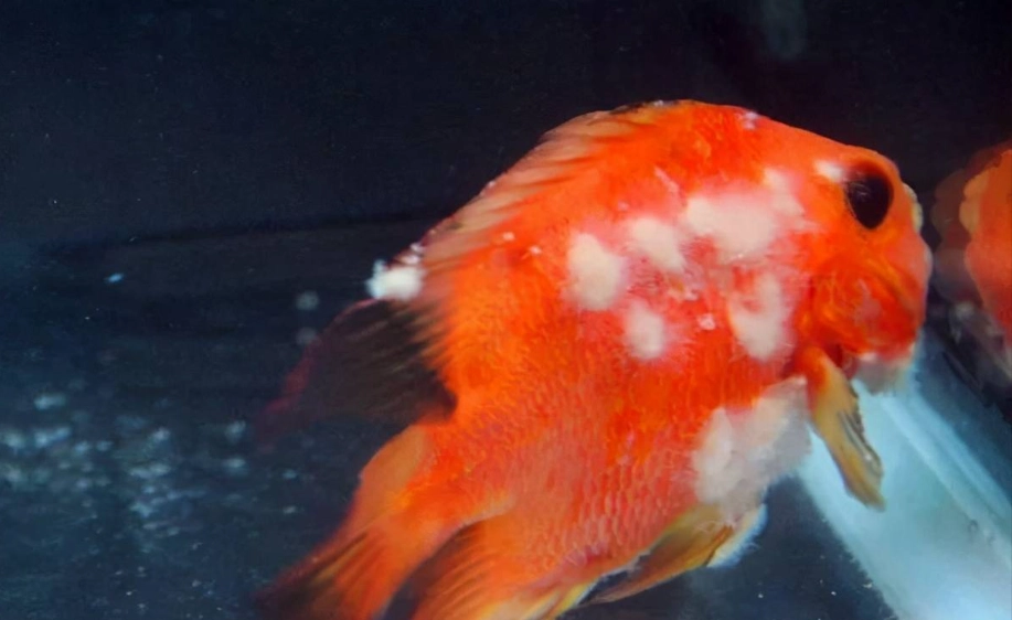 觀賞魚水霉 觀賞魚水霉