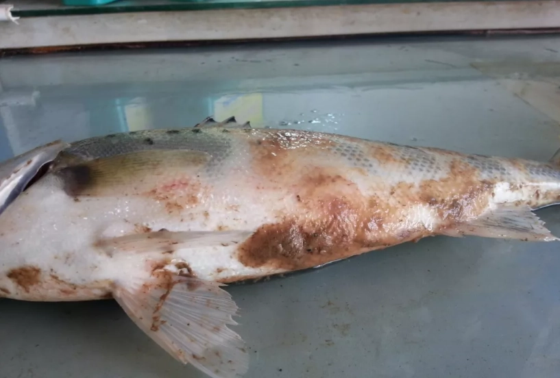 水霉治療實戰：從白毛辨識到用藥，觀賞魚與池魚都適用