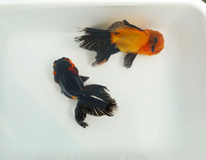 獅頭金魚品種