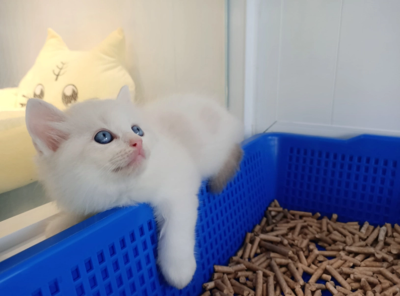 布偶貓飼料推薦