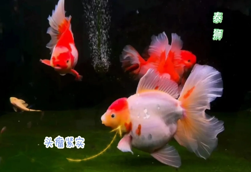 泰獅飼養