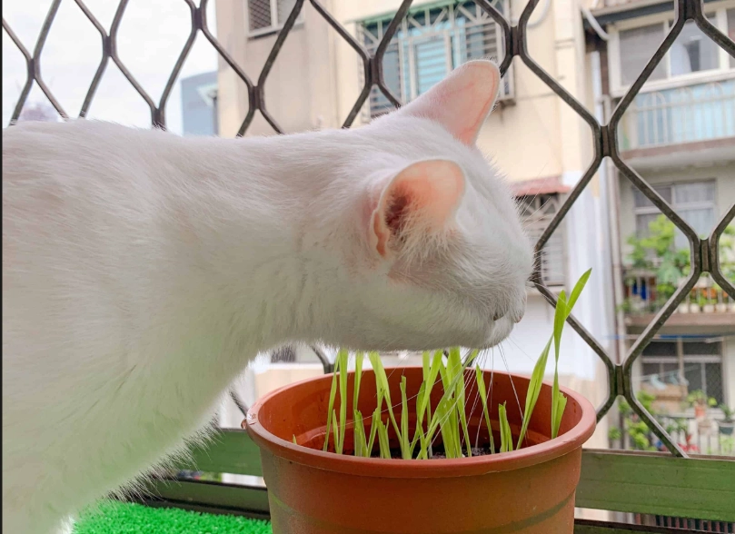 貓草發霉處理 貓草發霉處理