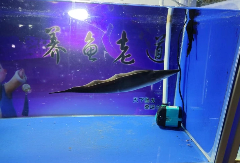 觀賞魚水霉 觀賞魚水霉