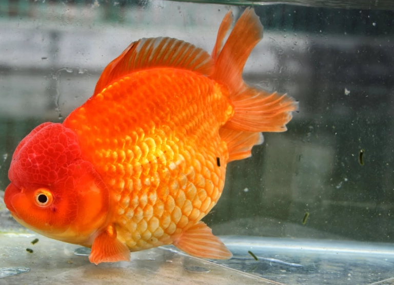 泰獅飼養