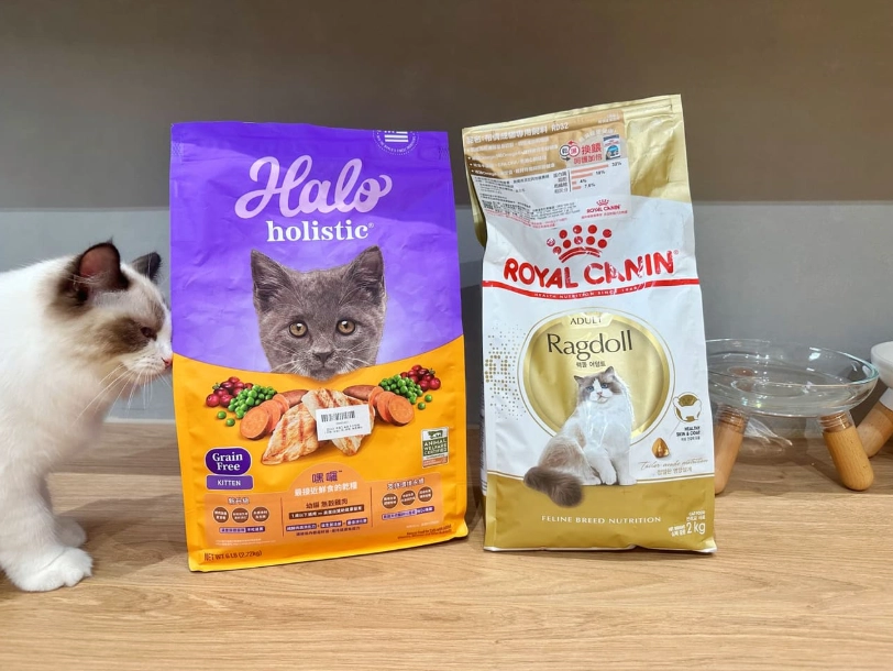 布偶貓飼料怎麼挑：獸醫朋友教我避開的三個地雷與軟便實測