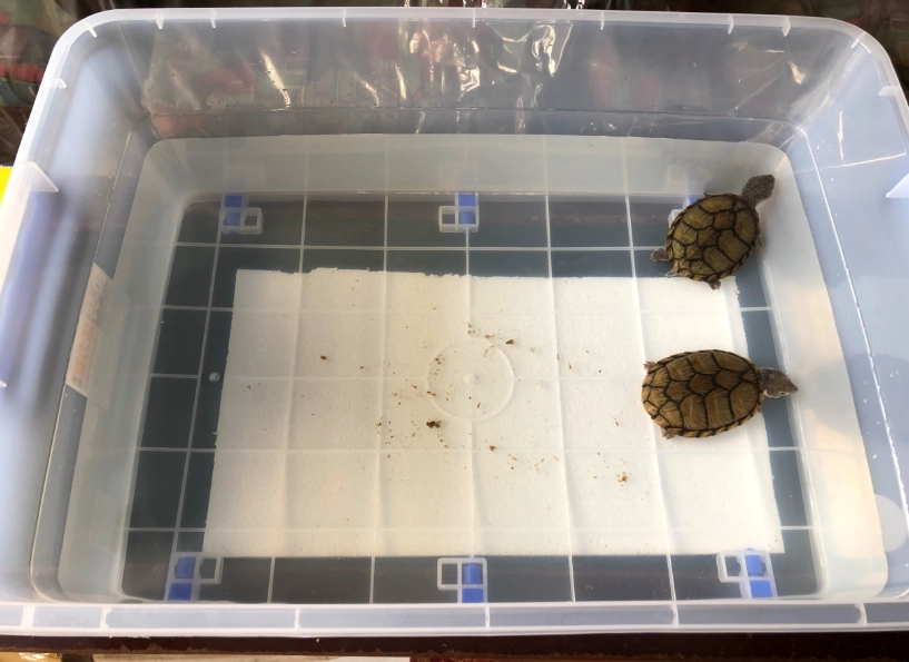 麝香龜壽命 麝香龜壽命